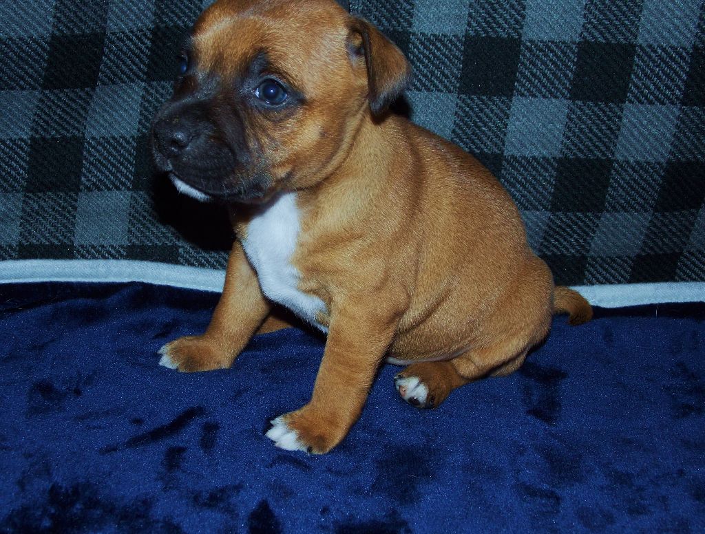 Of Imperial Little - Chiot disponible  - Staffordshire Bull Terrier