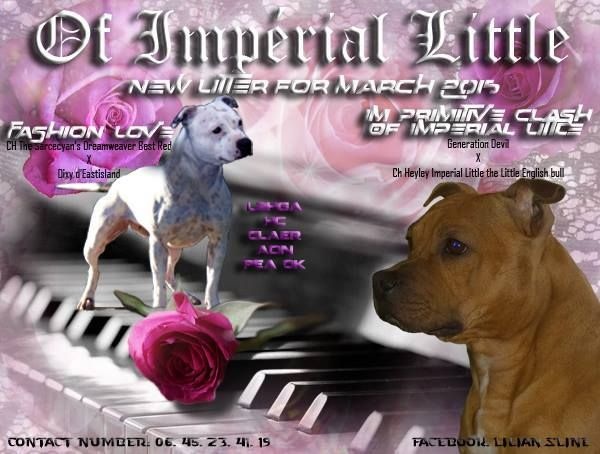 chiot Staffordshire Bull Terrier Of Imperial Little