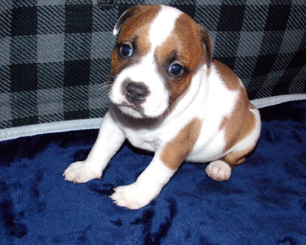 Of Imperial Little - Available Puppies - Staffordshire Bull Terrier